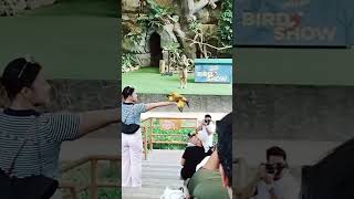 #cebusafari #birdshow #freeflight #birdshow #sunconures 06-09-2026