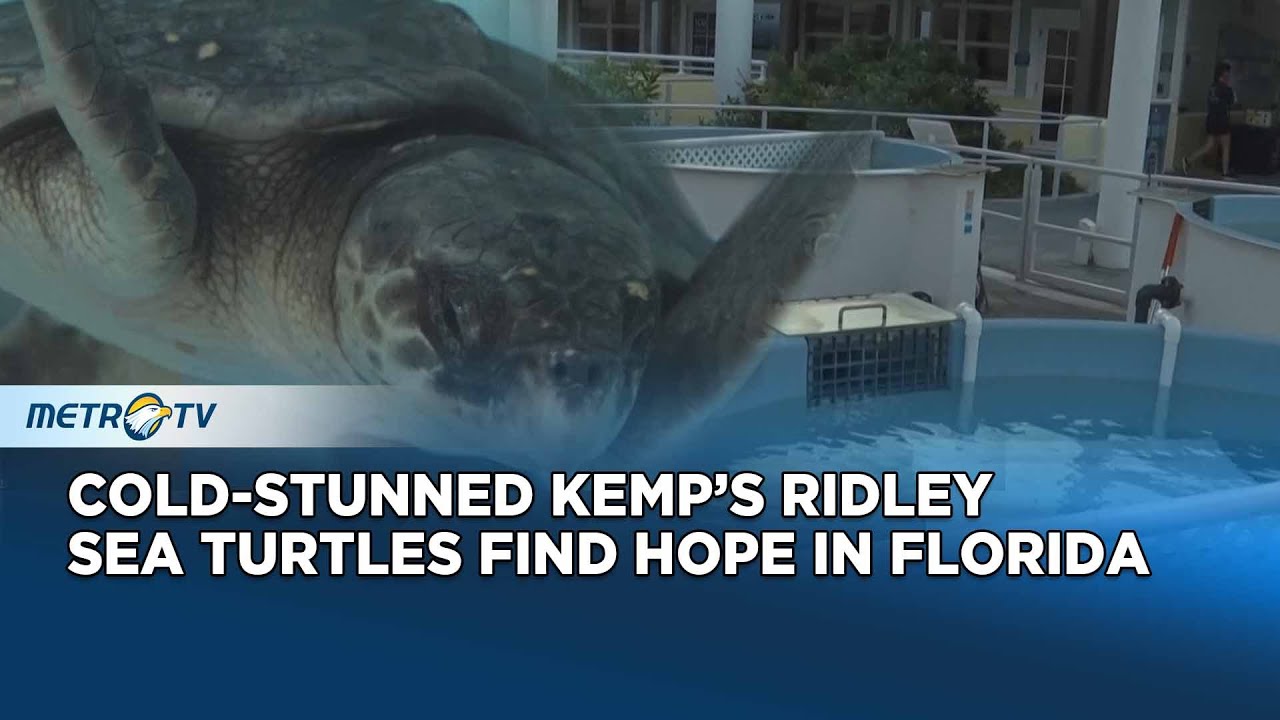 Florida Ridley Turtle Kemp’s Ridley Turtles Get Life-Saving Treatment in Florida - YouTube