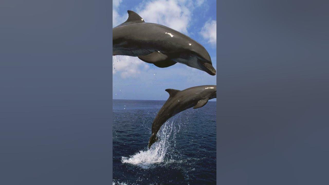 Fun Fact Dolphins Have Names For Each Other YouTube fun-fact-dolphins-have-names-for-each-other-youtube