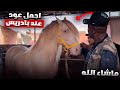 اليوم بعت أجمل عود عند بادريس لصاحبي في الصويرة شوفو معنا رحلة التوصيل