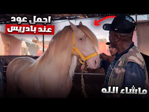 اليوم بعت أجمل عود عند بادريس لصاحبي في الصويرة شوفو معنا رحلة التوصيل 