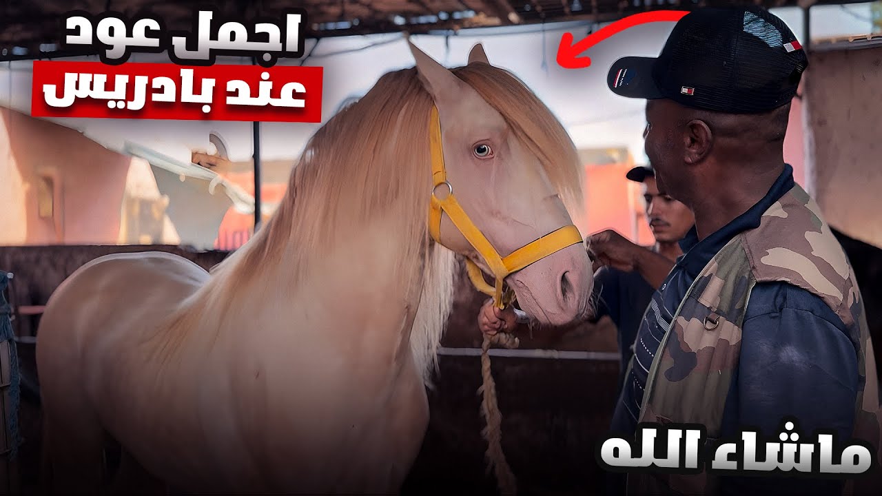 اليومً بعت أجمل عود عند بادريس لصاحبي في الصويرة. شوفو معنا رحلة التوصيل