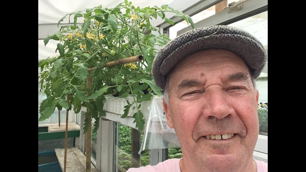 spring flowers,seeds to sow,aug 2024.