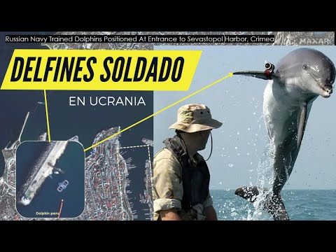 Video: ¿Se utilizaron delfines en la guerra?