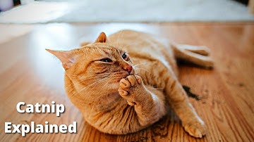 Why do Cats Love Catnip? Catnip Effect on Cats