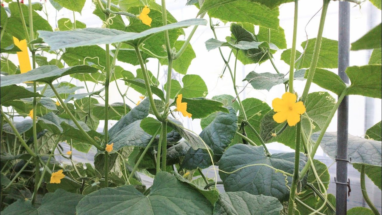 きゅうりの育て方 雄花を摘んで実を太らせます 21 11 15 Pick All The Male Flowers Of The Cucumber Youtube きゅうりの育て方 雄花を摘んで実を太らせます 21 11 15 Pick All The Male Flowers Of The Cucumber Youtube