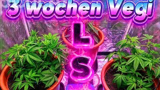🌿 Massive LST: Watch the canopy explode 💣 after 3 weeks of veg! 🌴🍃