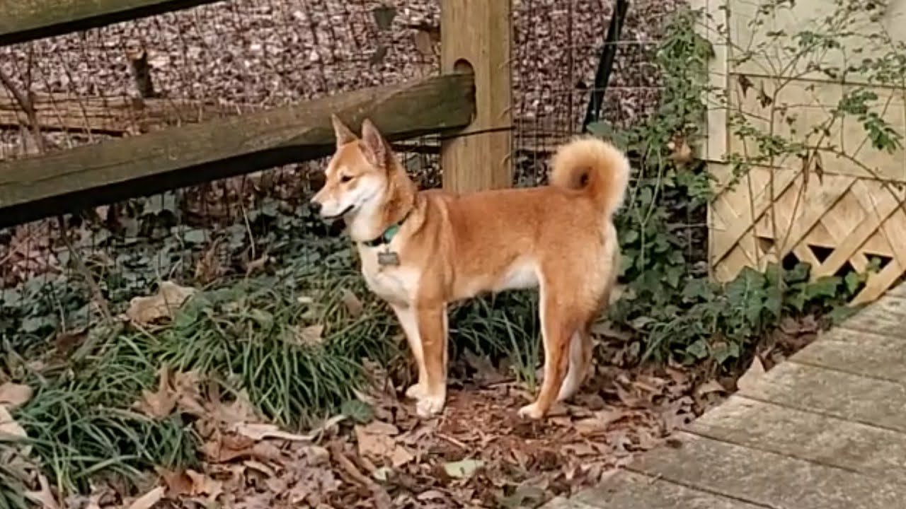 Sirius Leigh Shiba Inu 6 month old Shiba Inu Puppy exploring her new