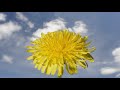 Time lapse dandelion flower transforming to seed head filmed over 1 month flor de diente de leon