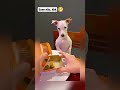 Pobrezinho kkkk Os animais tem sentimentos! #meme #cachorro #memes #memesvideos #memevideo