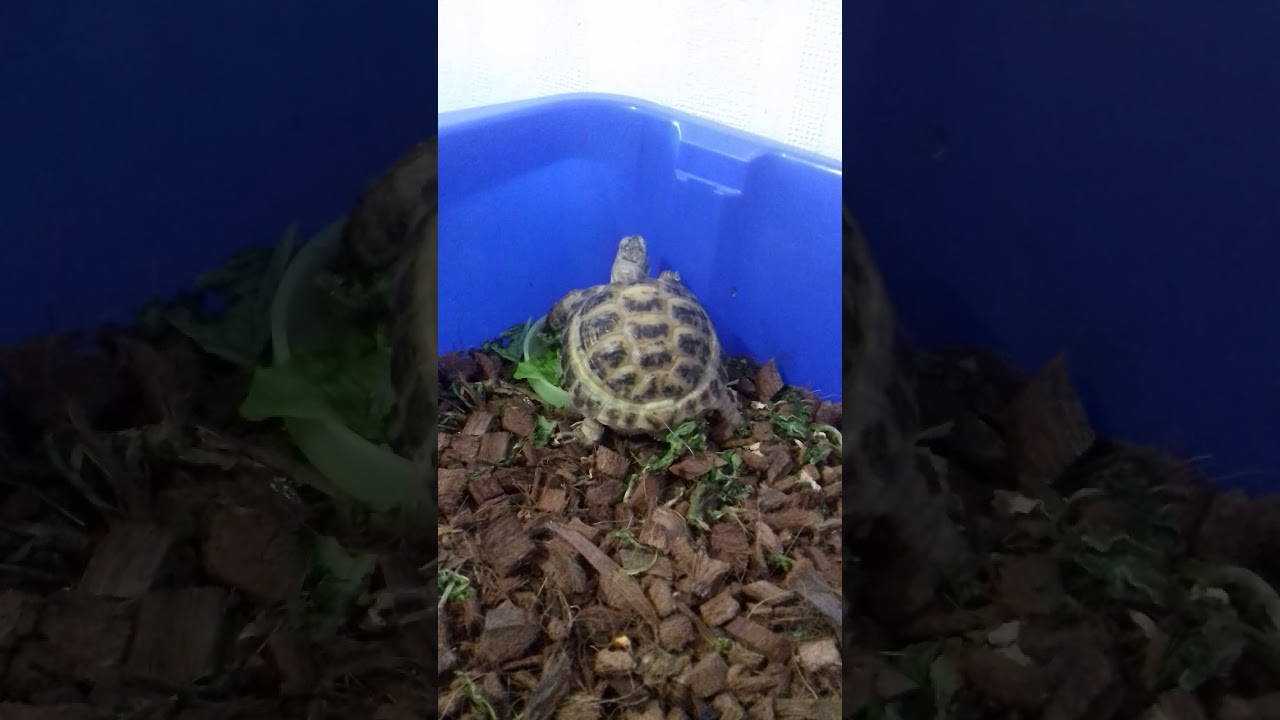 Чери кул плей