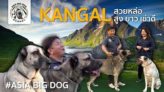 KANGAL สุงยาว เข่าดี ต้องมีไว้ / AISA BIG DOG