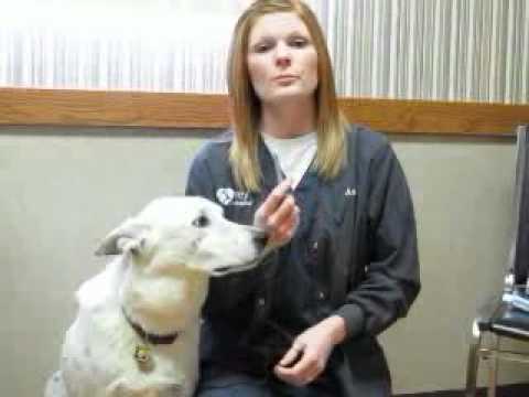 Frey Pet Hospital- How to brush your pet's teeth.