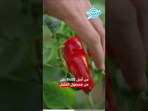 تقرير انفو فيديو عن الفلفل الأحمر الغزاوي