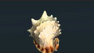 FMED 3D shell scanner.flv