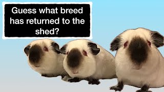 Himalayan guinea pigs have arrived in the shed and we say goodbye to Dave Jackson of Bristol Stud