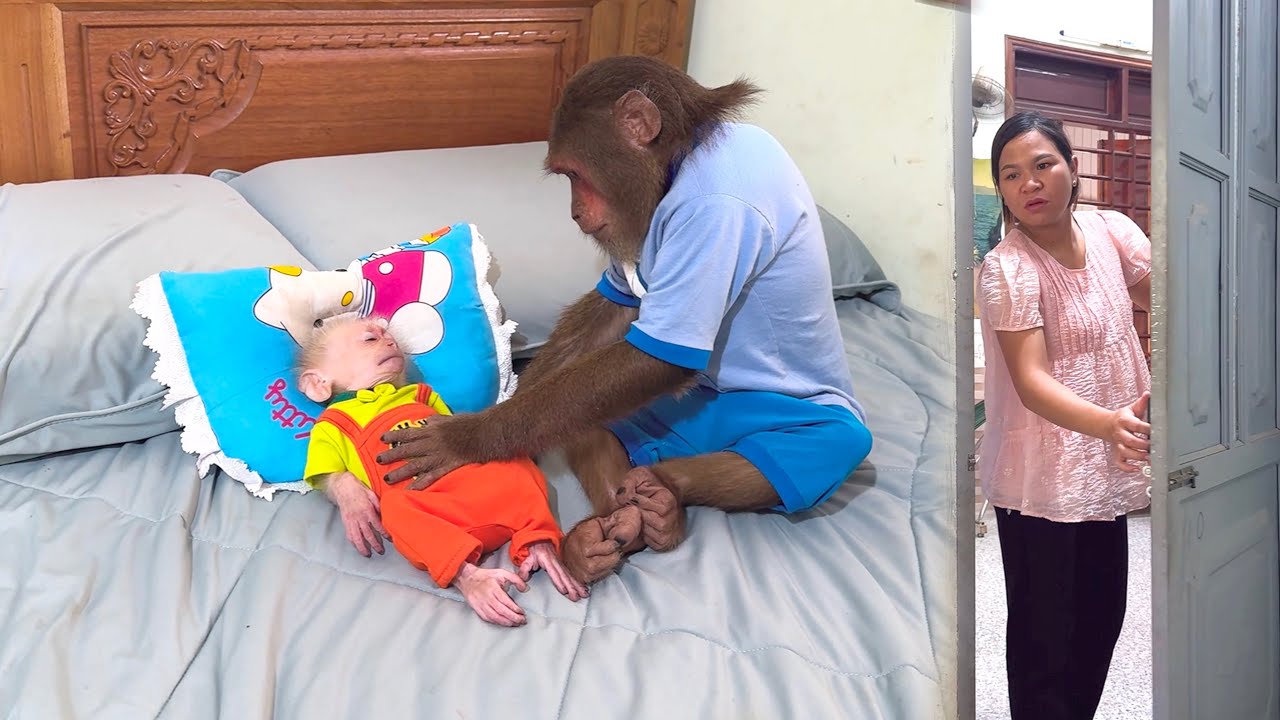 So Adorable! CUTIS Tries His Best to Help Mom With Baby Monkey