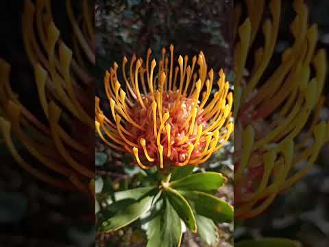 Бейне: Leucospermum өсімдік күтімі: Leucospermum өсіру шарттары туралы біліңіз