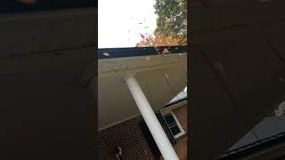 Stihl leaf blower attachment Gutter Cleaner.