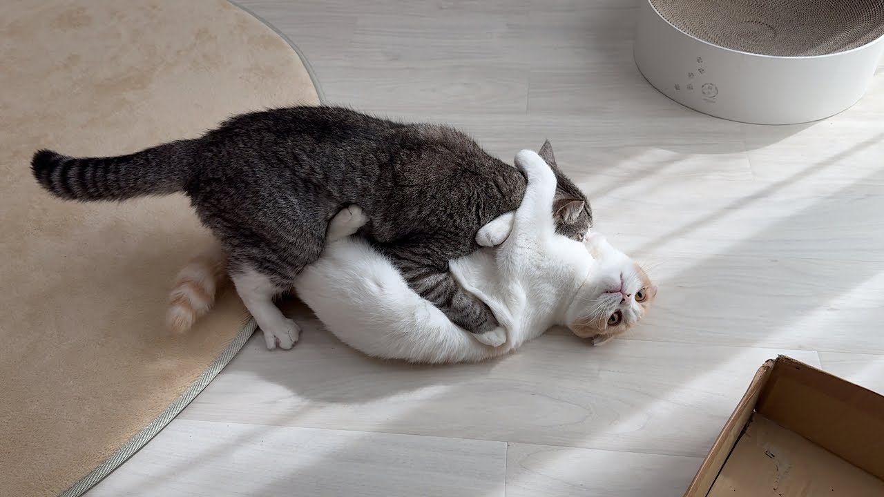 気軽に兄にちょっかいかけたら100倍返しされて大ピンチなはなwww - YouTube