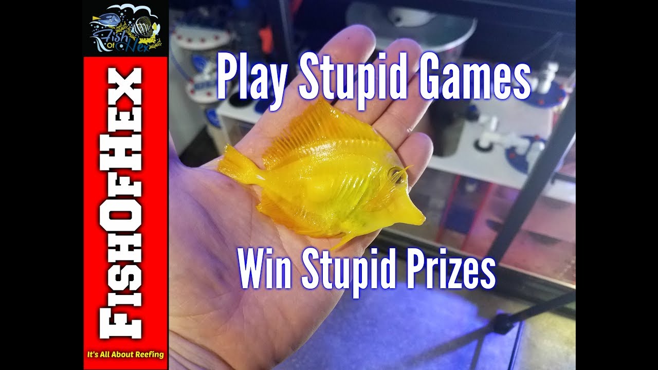 What Happened To My Yellow Tang? Karma 1 fish 0 What Happened To My Yellow Tang? Karma 1 fish 0