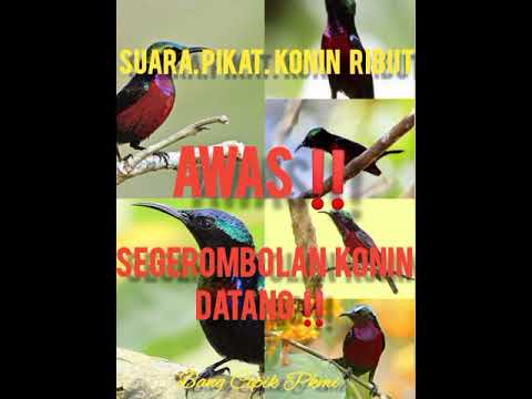 suara pikat konin ribut‼️AUTO dapat banyak‼️