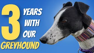 3 Years with our Greyhound