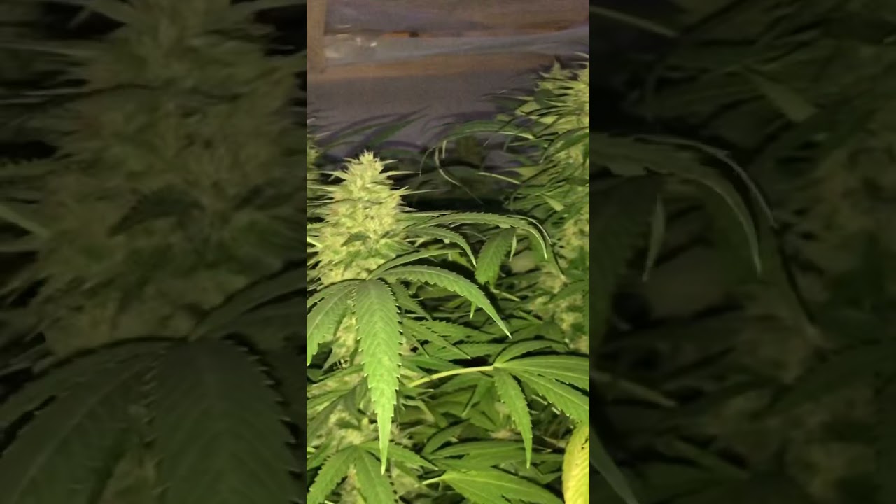 Greenhouse cannabis grow, September 20, 2021