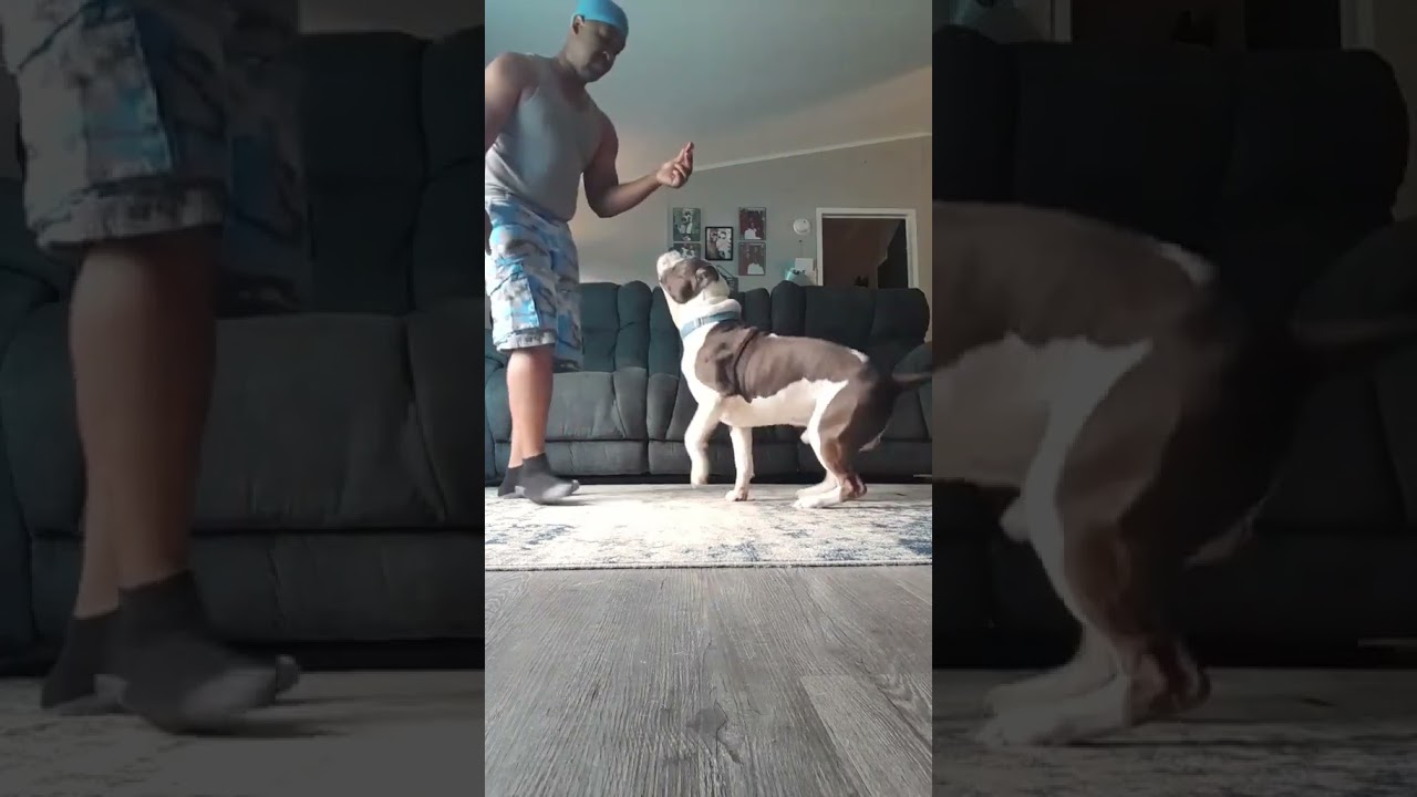 #classicamericanbully