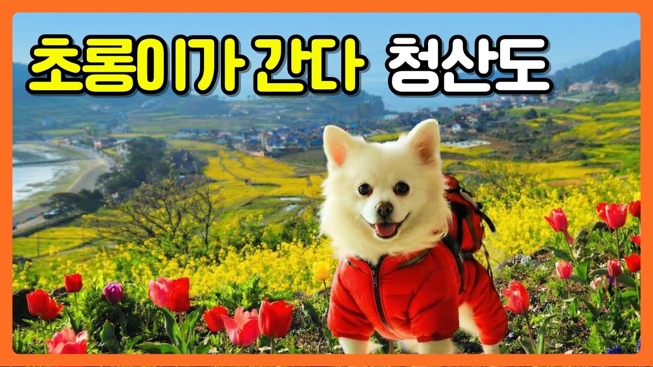 초롱이가 간다. 오빠의 발자취를 따라서 청산도편 여행을 혼자 떠난 초롱이의 모습과 청산도의 풍경 현과롱 촬영+ai영상포함 puppy travel. dog trip 