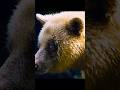 I've never seen a white bear before — and wow, it's actually pretty cute.#wildlife #shorts #animals