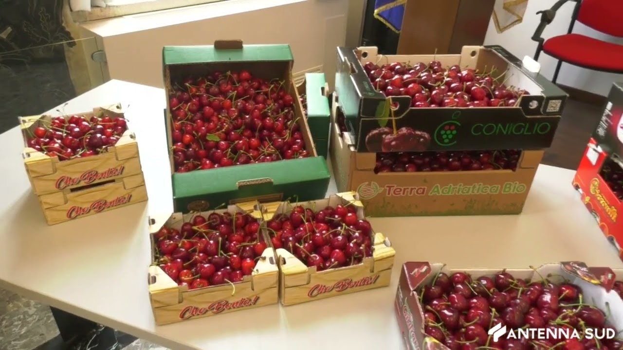 28 MAGGIO 2024 - AGRICOLTURA, TURI E CONVERSANO FANNO RETE NEL SEGNO DELLA CILIEGIA