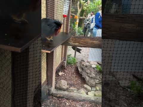 Тамарин, обезьянка в тропическом зоопарке - Monkey in the zoo🐒 #животные #зоопарк #обезьяна #shorts