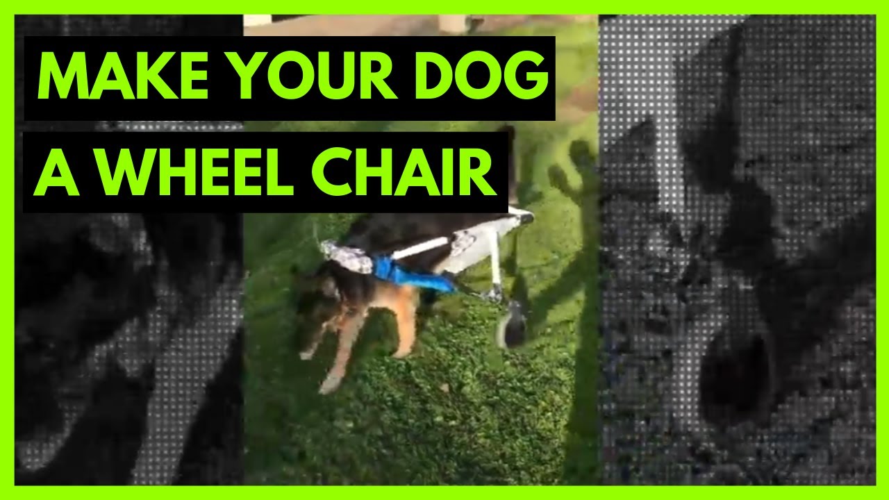 Home Made Dog Wheelchair YouTube