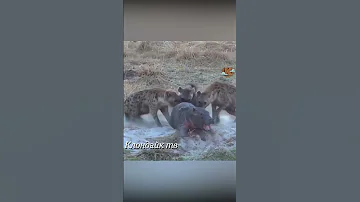 Гиены напали на бегемотика но мать атаковала хищников.