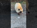 シラスをもらったタヌキ。いきなり、トンビが
