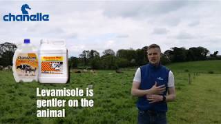 Picking A Lungworm Dose -