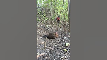 Gà trống thấy mái phi nhanh như tàu hỏa