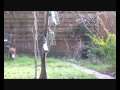 Fox Leaping Over Fence mp3