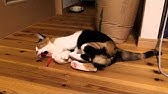 猫 蹴るまとめ Youtube 猫 蹴るまとめ Youtube