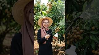 Booster Ampuh Pelebat Kelengkeng, Pupuk Kelengkeng Cepat Berbuah, Perjalanan Menunggu Berbuah