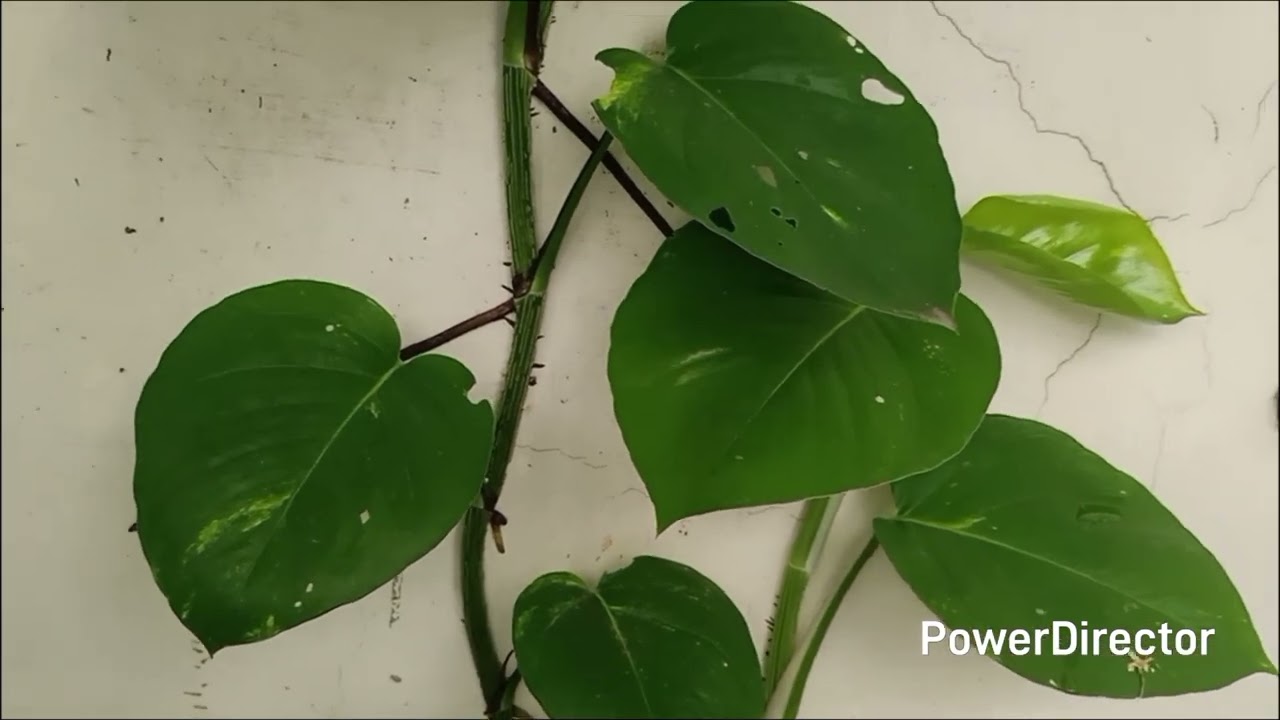 Why Money Plant is called Devil's Ivy and how aggressively it can grow