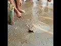 Catching Sankar Fish At Digha
