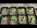 СЕМЕНА ОГУРЦОВ ВСХОДЯТ ЧЕРЕЗ СУТКИ! Лучший способ прорастить вырастить рассаду огурцов