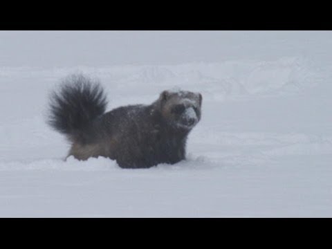 Rare wolverine footage