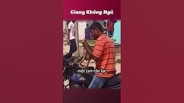 Rắn cắn ❌ Cắn rắn ✅ #giangkhongngu