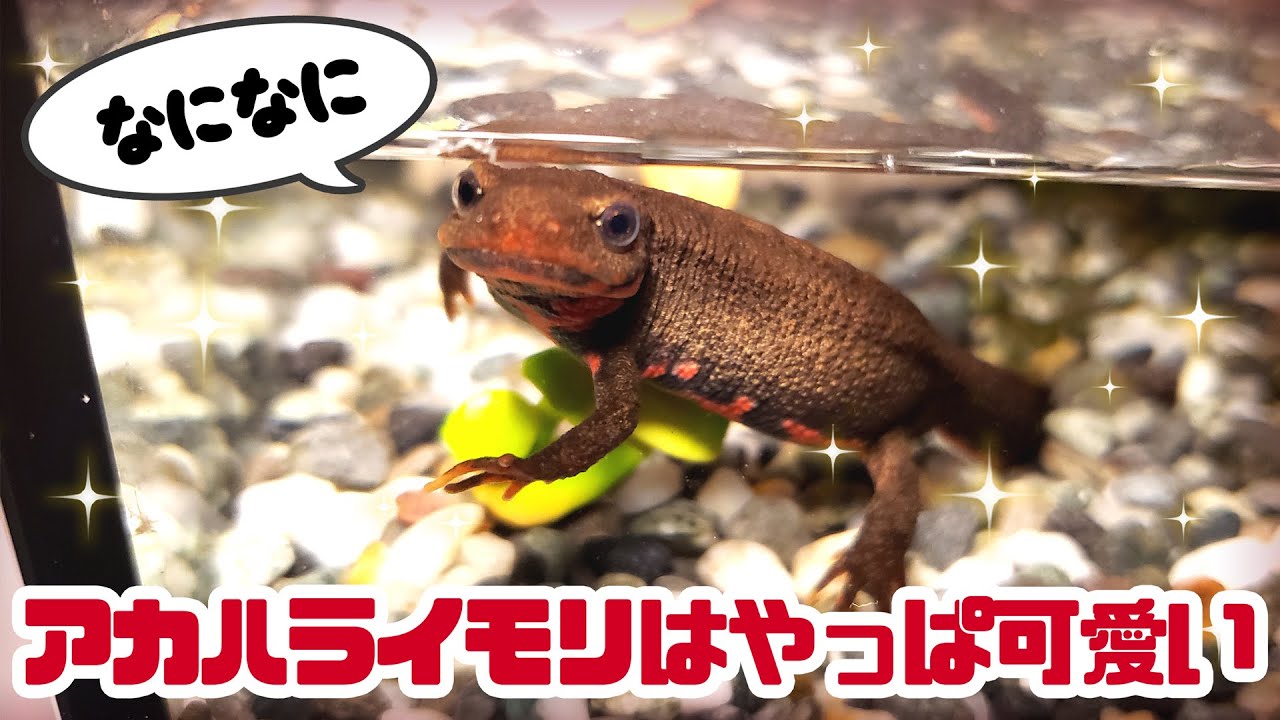 チャンピィの初めての脱皮 ゆっくりアカハライモリ日記 17 Youtube