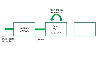 2.  The Multi Store Model of Memory