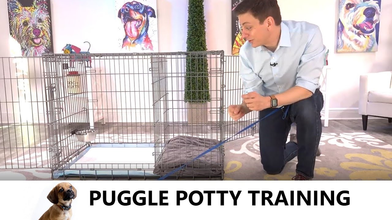 Puggle Potty Training from World-Famous Dog Trainer Zak George - How to Potty Train a Puggle Puppy