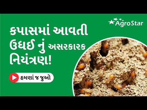 કપાસના ઉગતા છોડવા સુકાય || Cotton termites issue || #AgroStar || AgroStar Agri Dr. Pratik - કપાસના ઉગતા છોડવા સુકાય || Cotton termites issue || #AgroStar || AgroStar Agri Dr. Pratik